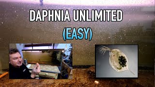 How I Raise Daphnia Water Fleas And You Can Too [upl. by Eninej]