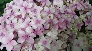 Cómo cuidar de las Hortensias  Hydrangeas [upl. by Evangelina]