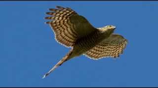 Sparrowhawk Bird Call Bird Song [upl. by Eldred]