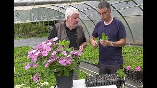 BOUTURER PLANTER ET TAILLER LES HORTENSIAS [upl. by Axela]