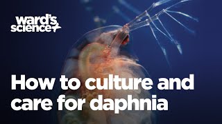 Caring and Culturing for Daphnia [upl. by Stickney]