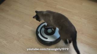 Cat shows HOW TO use iRobot Roomba Vacuum [upl. by Nwahsauq]