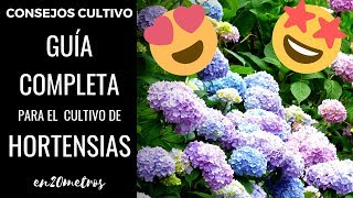 GUÍA COMPLETA para tener las MEJORES HORTENSIAS del mundo [upl. by Zarihs986]