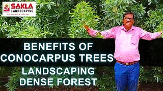 BENEFITS OF CONOCARPUS TREES  SAKLA LANDSCAPING [upl. by Laup]