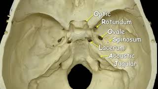 Cranial Foramina  Mnemonic Phrase [upl. by Ayian]