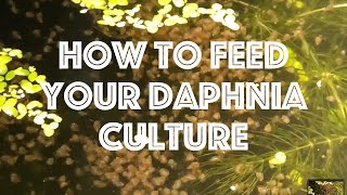 How To Feed Your Daphnia Culture [upl. by Alard396]