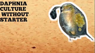 HOW TO CULTURE DAPHNIA NATURALLY WITHOUT A STARTER [upl. by Aliuqet429]