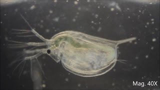 Daphnia magna under the Microscope [upl. by Hayashi]