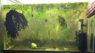 Scuds Daphnia Cherry Shrimp Copepods My aquatic food culture [upl. by Asimaj]