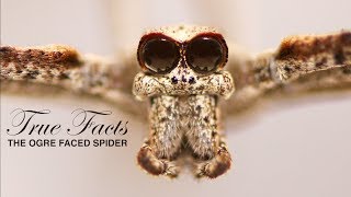 True Facts The Ogre Faced Spider [upl. by Matrona]