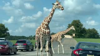 Six flags wild safari drivethru adventure Jackson NJ [upl. by Aieka880]