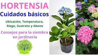 CUIDADOS BÁSICOS DE LAS HORTENSIAS Ubicación Temperatura Riego Sustrato y Abono [upl. by Auqenet]