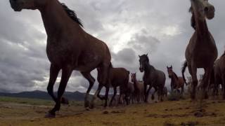 Mustangs chevaux sauvages [upl. by Nawek]