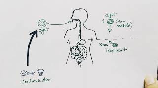 Entamoeba histolytica life cycle  English   Amoebic dysentry  parasitic protozoan [upl. by Timmy]