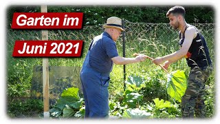 Gartenarbeit Juni  Rhabarber richtig ernten Zwiebeln stecken Physalis auspflanzen [upl. by Eetnahs]