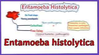 Entamoeba histolytica life cycle  morphology  Laboraotry diagnosis  full explained [upl. by Attiuqehs]