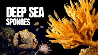 Marine Sponges Fascinating Facts [upl. by Also]