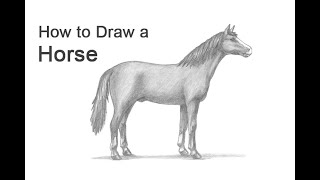 How to Draw a Horse [upl. by Nerrat]