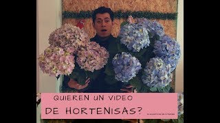 COMO HACER QUE FLOREZCAN LAS HORTENSIAS [upl. by Ivan]