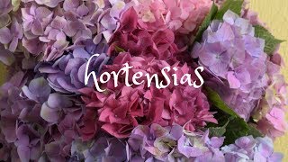 Hortensias Como revivirlas cuando están deshidratadas [upl. by Rey]