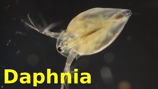 Daphnia [upl. by Blainey]