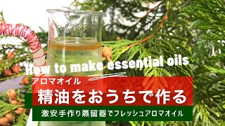 【アロマオイル・精油の作り方】ニオイヒバの精油は大量に採れるよ♪How to make essential oils（Arborvitae） [upl. by Edak]