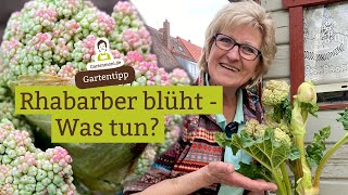 Rhabarber blühlt Was tun RhabarberBlüte stehen lassen abschneiden oder abdrehen essen [upl. by Hayimas]