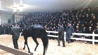 Amish Horse Sale Record Breaking Horse [upl. by Bedelia]