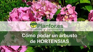 Como podar hortensias correctamente [upl. by Ultann998]