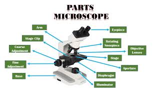 Microscope Types Parts and Function [upl. by Nirihs]