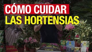 Cómo cuidar las hortensias  COMPO Jardinería [upl. by Elehcir482]