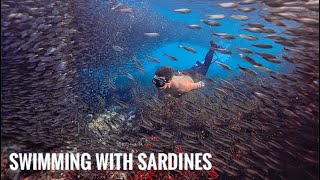 Rare Sardine Run Phenomenon in Bohol Green and Sustainable Tourism in the Philippines [upl. by Anelis281]