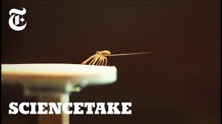 How Spiders Use Silk to Fly  ScienceTake [upl. by Nila898]