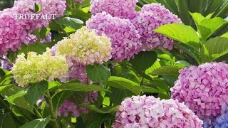 Comment planter un hortensia au jardin   Truffaut [upl. by Eeruhs]