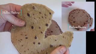 Barley Bread recipe  Hulless Barley Flat Bread The healthiest [upl. by Reinhart47]