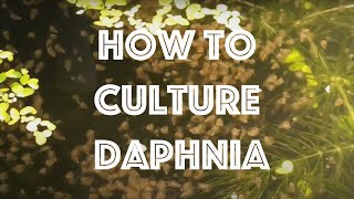 How To Culture Daphnia Magna [upl. by Assiral]