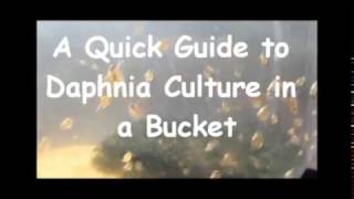 How to culture daphnia outside [upl. by Nylia]