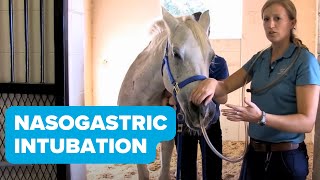 Equine Training Nasogastric Intubation [upl. by Winchester]