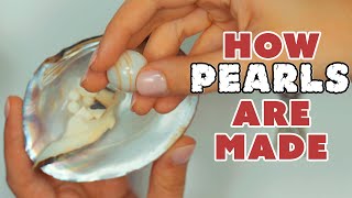 All About Pearls and How Theyre Made [upl. by Rolat]