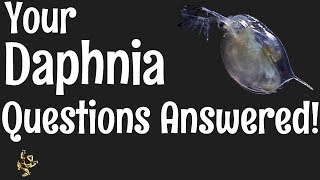 Daphnia Questions Answered [upl. by Enieledam]