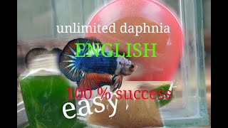 daphnia moina culture Easy way Unlimited production English  with sub Green water Chlorella [upl. by Felecia]