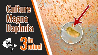 How to culture DAPHNIA MAGNA  The easy way [upl. by Digdirb]