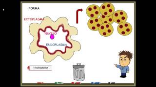 Entamoeba histolytica [upl. by Noyrb281]