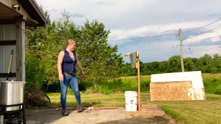 Broomstick Method Culling Broilers [upl. by Keyek]