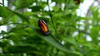 Fluttering Beauties at Butterflies LIVE [upl. by Arbuckle]