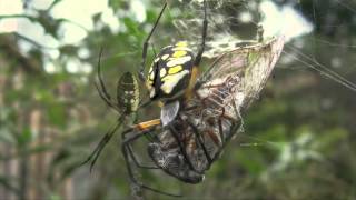 Spider Identification Orb Weavers [upl. by Hebrew]