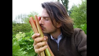 Rhubarb Harvesting  Everything you need to know [upl. by Hazem594]