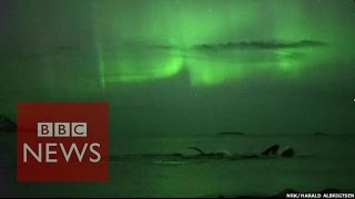 Whales play under the Northern Lights in Norway  BBC News [upl. by Oneg]