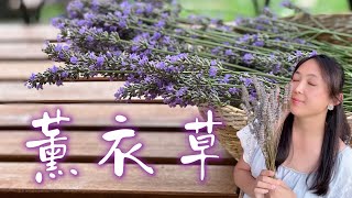 【种植65】Lavender｜用薰衣草做干花和香包，留住夏天的芬芳 [upl. by Hsirrap]