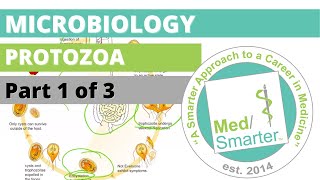 Protozoa  Microbiology  USMLE STEP 1  Part 1 of 3 [upl. by Acinorav28]